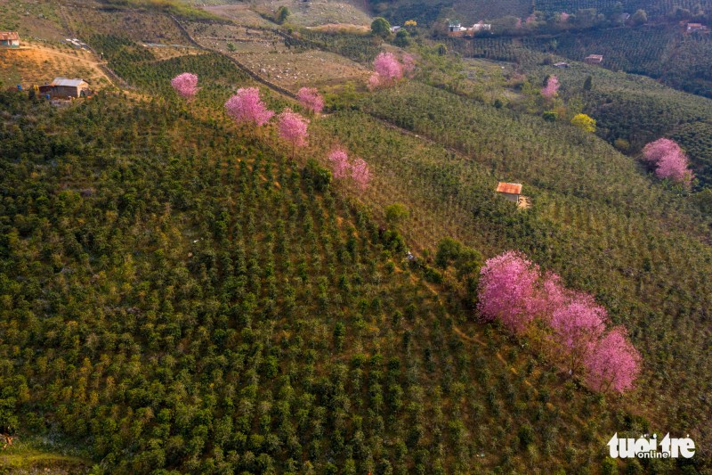 Mai anh đào bung nở rực rỡ, đến Đà Lạt ngắm ở đâu đẹp nhất? - Ảnh 5. Mai anh đào bung nở rực rỡ, đến Đà Lạt ngắm ở đâu đẹp nhất? - Ảnh 5.