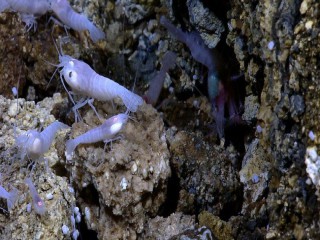 Loài tôm có thể sống trong nước nóng 450 độ C