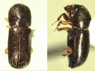 Loài bọ cánh cứng kỳ lạ biết "làm nông nghiệp"