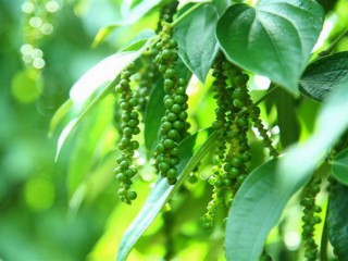 Giá tiêu hôm nay 12/12: Giữ ổn định mức 55.500-57.500 đồng/kg