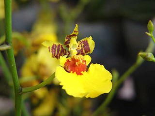 Giới thiệu đặc điểm sống cây lan vũ nữ