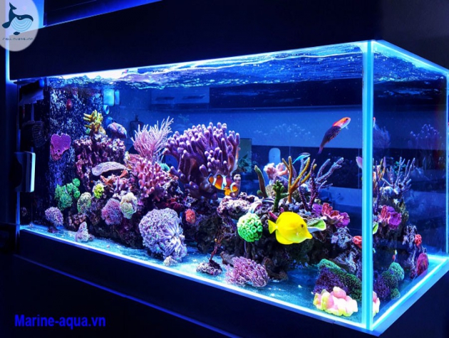 Những điều cơ bản dành cho người nuôi cá cảnh