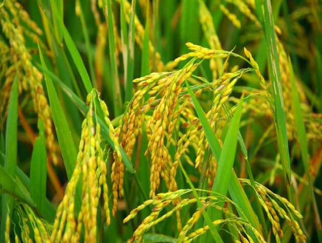 Giá lúa gạo hôm nay ngày 17/11: Giá lúa gạo tăng 300 đồng/kg