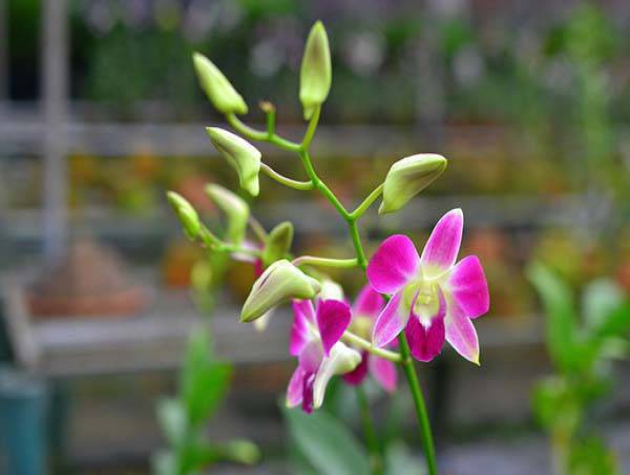 Phòng trừ bệnh cho lan vào mùa mưa